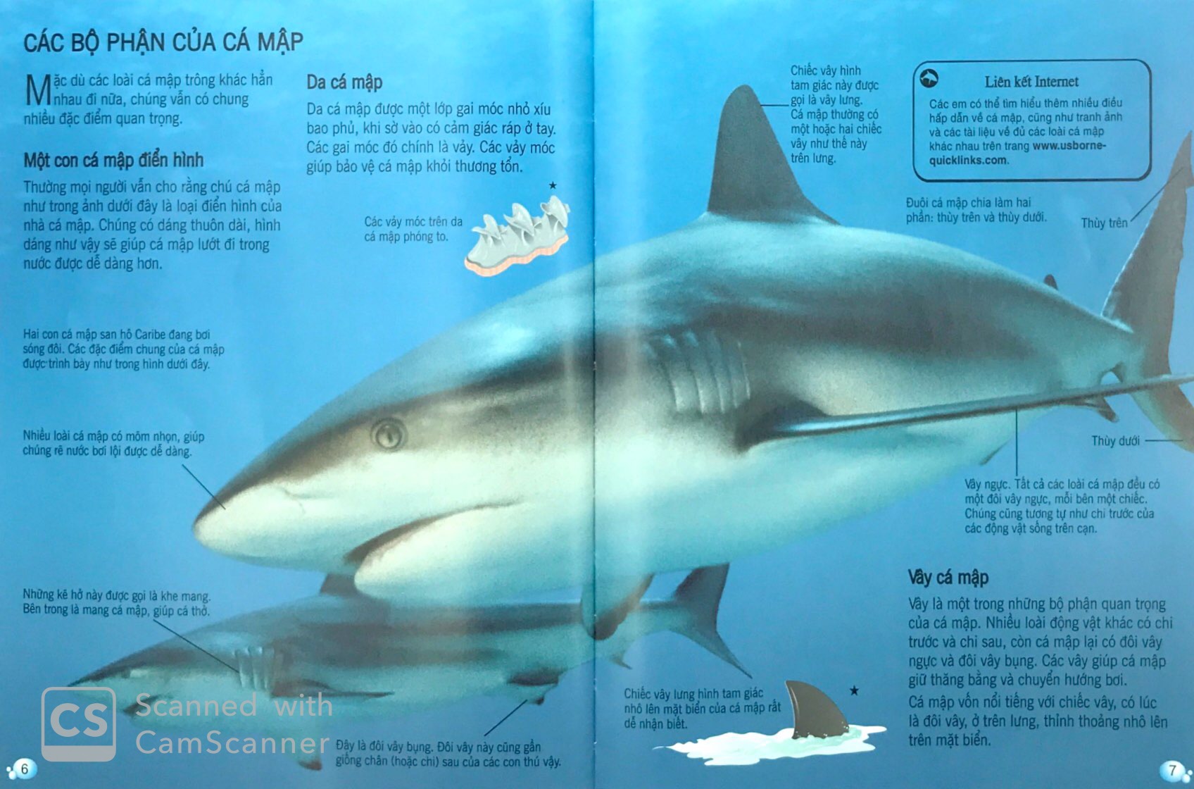 bách khoa tri thức về khám phá thế giới cho trẻ em - cá mập (tái bản 2018) - Ảnh 5