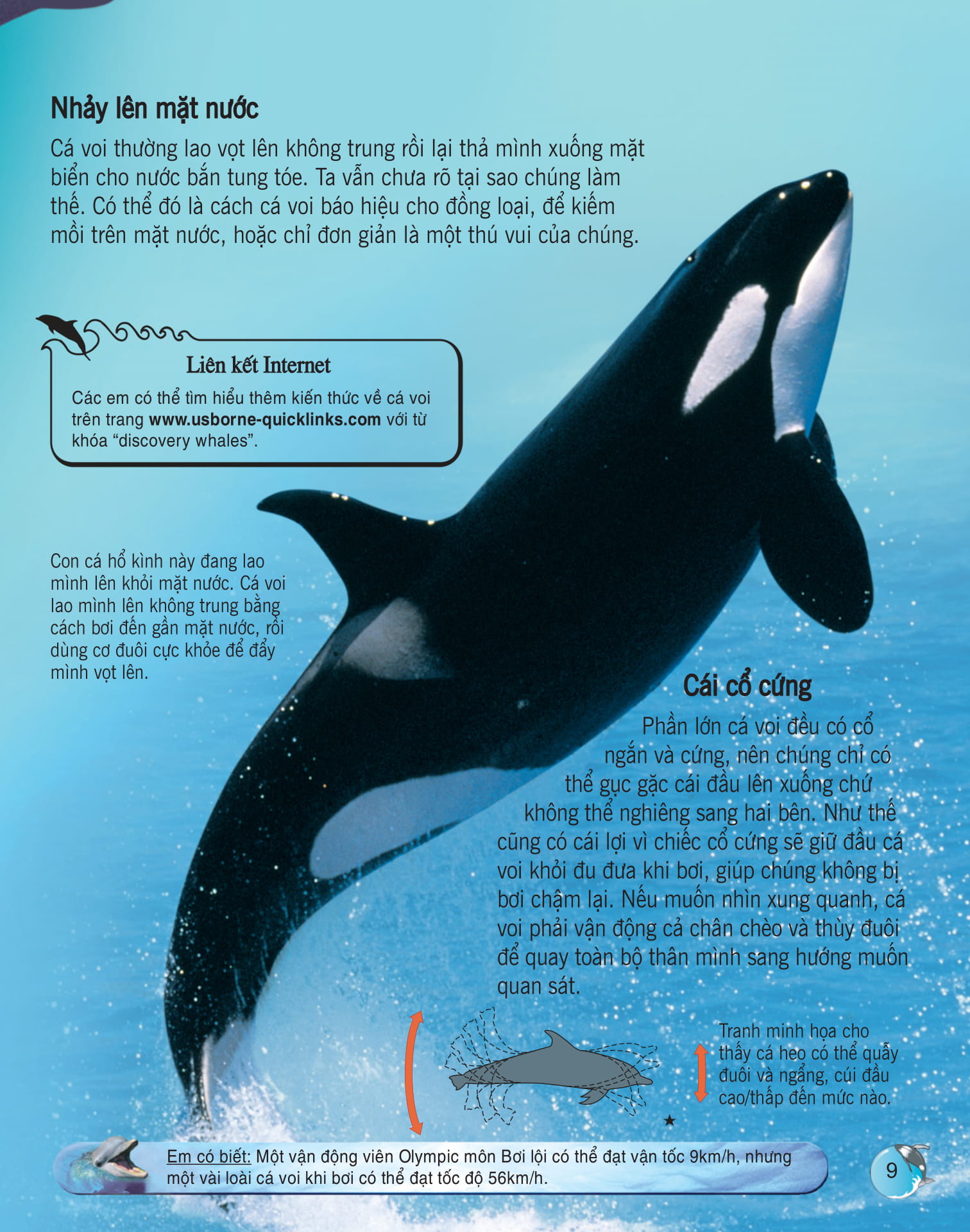 bách khoa tri thức về khám phá thế giới cho trẻ em - cá voi và cá heo - Ảnh 2