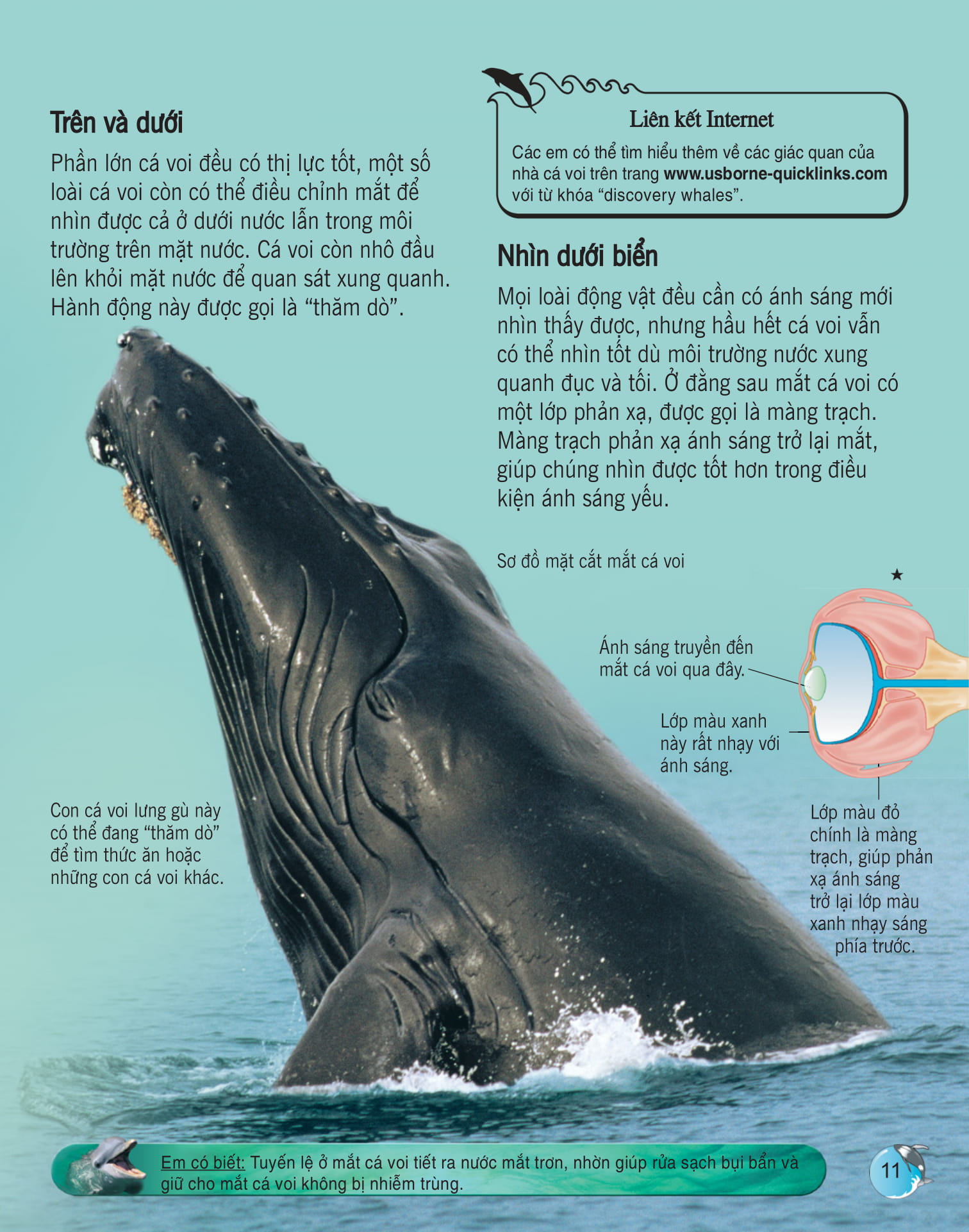 bách khoa tri thức về khám phá thế giới cho trẻ em - cá voi và cá heo - Ảnh 4