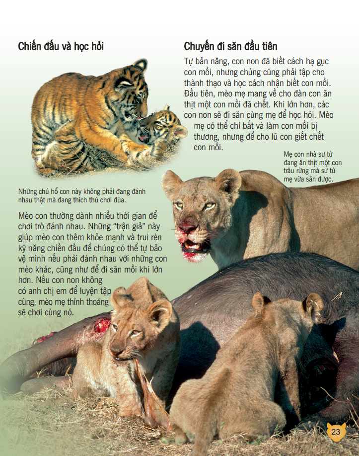bách khoa tri thức về khám phá thế giới cho trẻ em - các loài mèo lớn (bìa mềm - tái bản 2018) - Ảnh 3