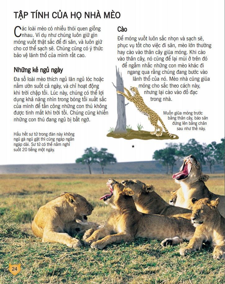 bách khoa tri thức về khám phá thế giới cho trẻ em - các loài mèo lớn (bìa mềm - tái bản 2018) - Ảnh 4