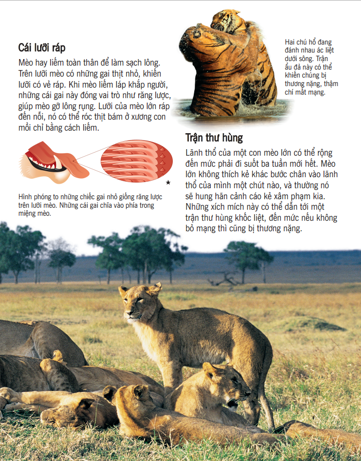 bách khoa tri thức về khám phá thế giới cho trẻ em - các loài mèo lớn (bìa mềm - tái bản 2018) - Ảnh 5