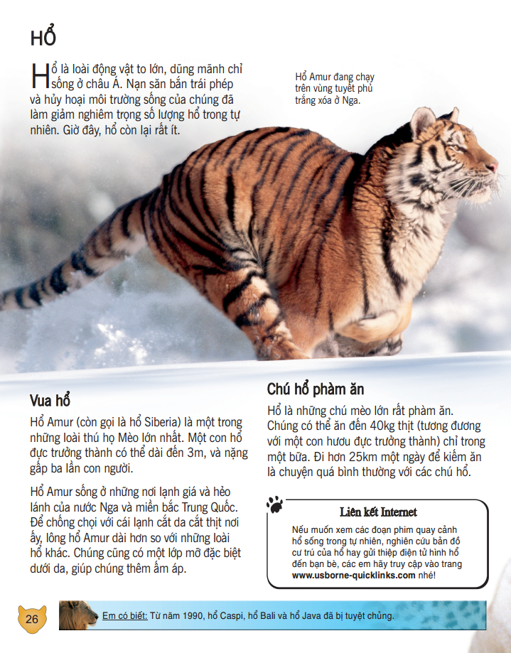 bách khoa tri thức về khám phá thế giới cho trẻ em - các loài mèo lớn (bìa mềm - tái bản 2018) - Ảnh 6