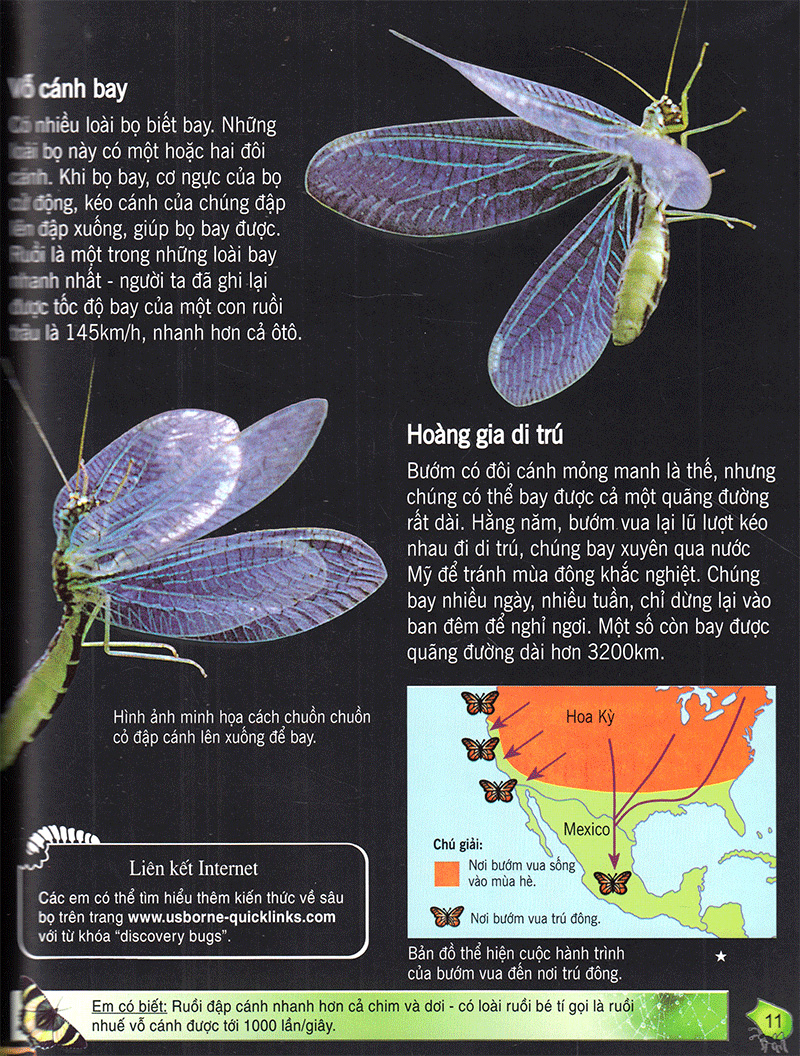 bách khoa tri thức về khám phá thế giới cho trẻ em - các loài sâu bọ (2017) - Ảnh 10