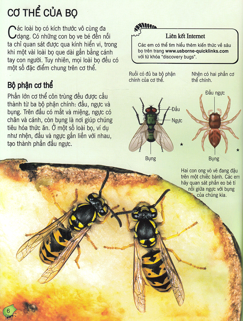 bách khoa tri thức về khám phá thế giới cho trẻ em - các loài sâu bọ (2017) - Ảnh 5