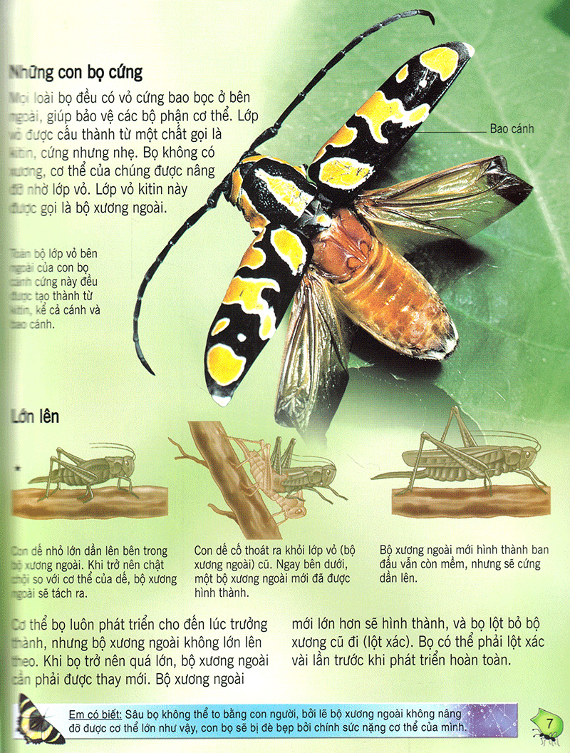 bách khoa tri thức về khám phá thế giới cho trẻ em - các loài sâu bọ (2017) - Ảnh 6