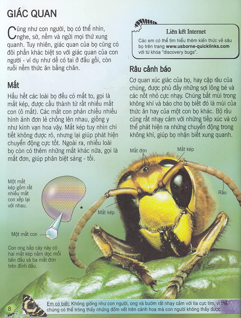 bách khoa tri thức về khám phá thế giới cho trẻ em - các loài sâu bọ (2017) - Ảnh 7
