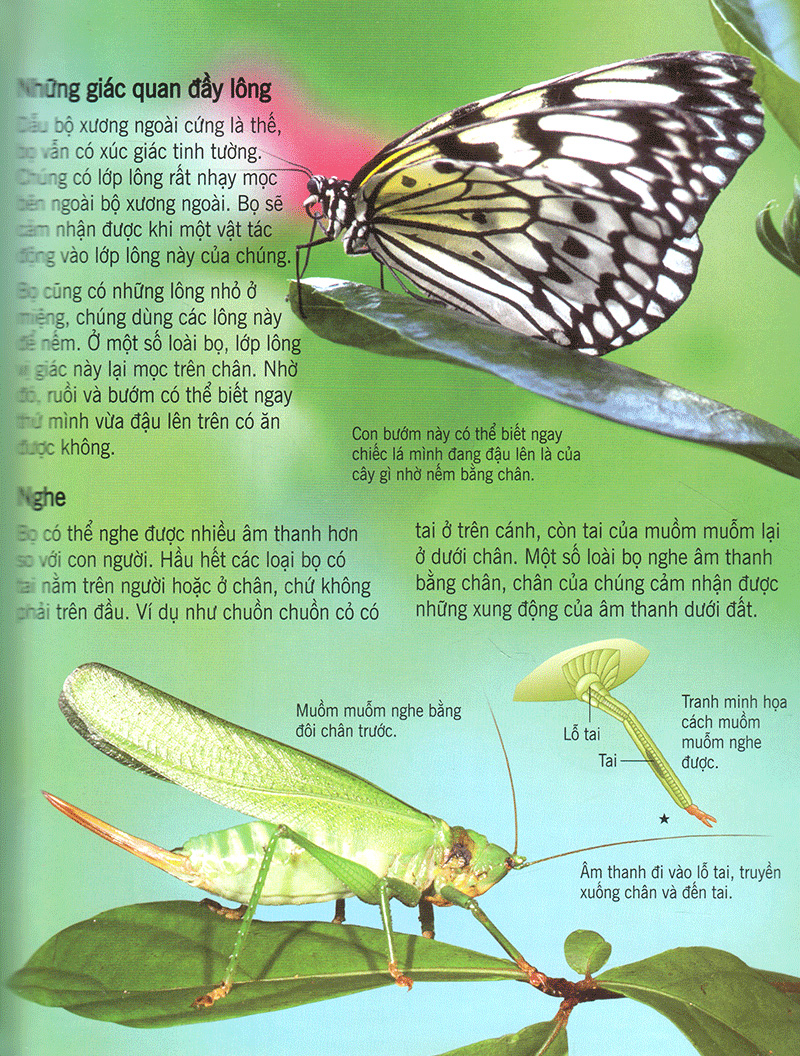 bách khoa tri thức về khám phá thế giới cho trẻ em - các loài sâu bọ (2017) - Ảnh 8