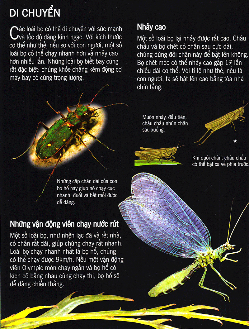 bách khoa tri thức về khám phá thế giới cho trẻ em - các loài sâu bọ (2017) - Ảnh 9