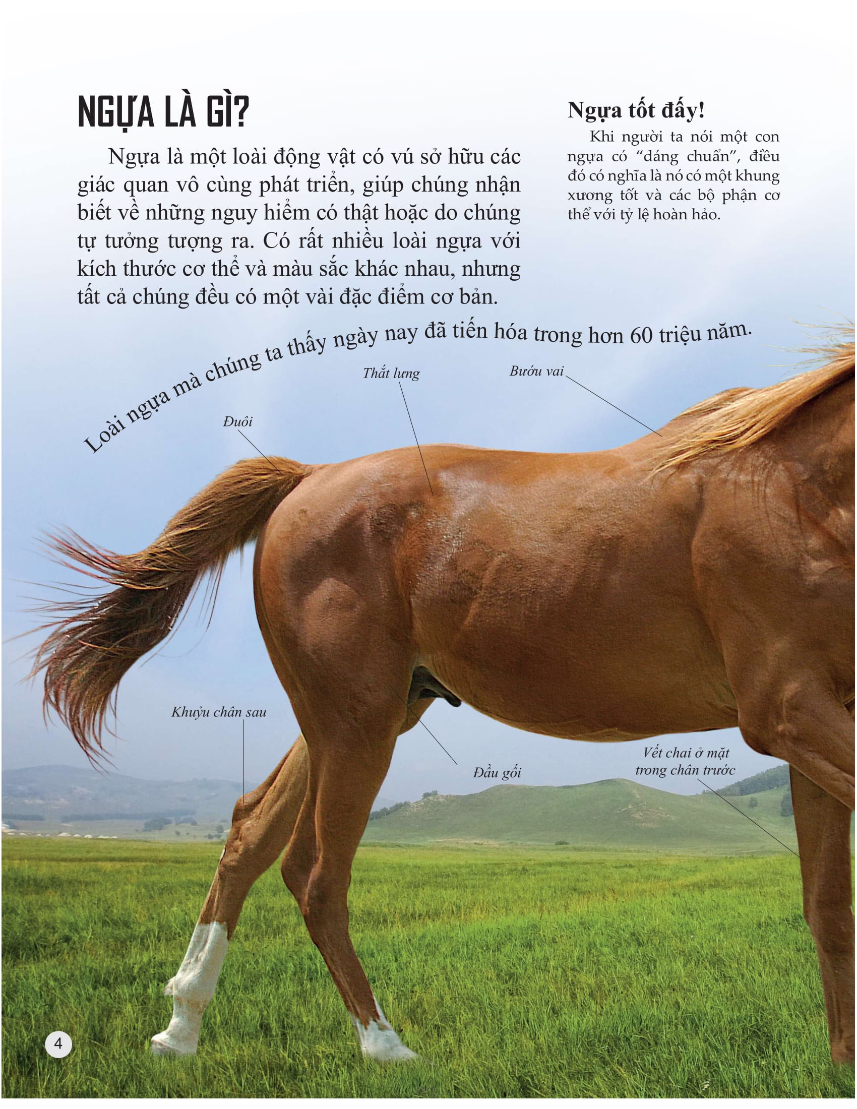 bách khoa tri thức về khám phá thế giới cho trẻ em - horses and ponies - loài ngựa - Ảnh 3