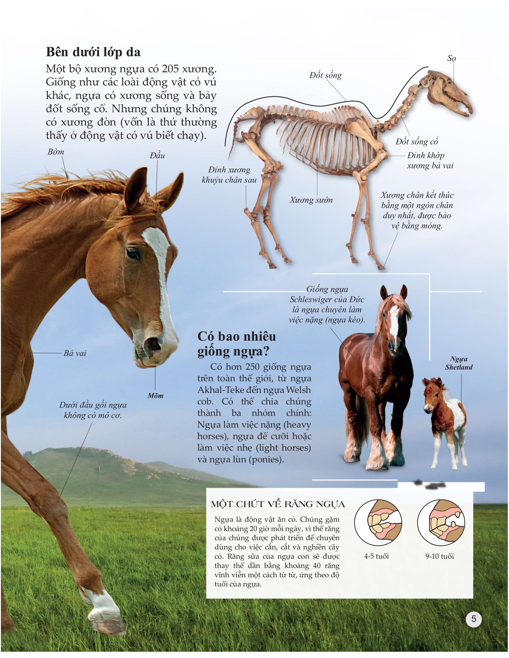 bách khoa tri thức về khám phá thế giới cho trẻ em - horses and ponies - loài ngựa - Ảnh 4