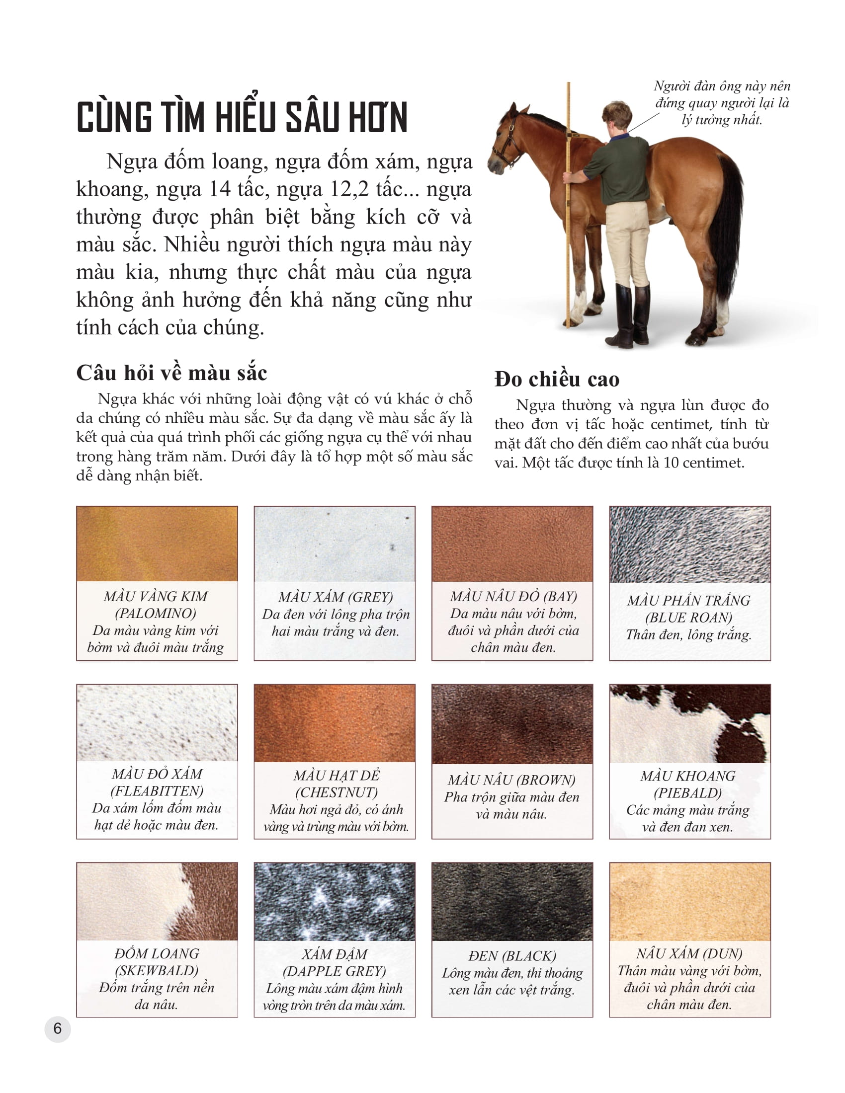 bách khoa tri thức về khám phá thế giới cho trẻ em - horses and ponies - loài ngựa - Ảnh 5