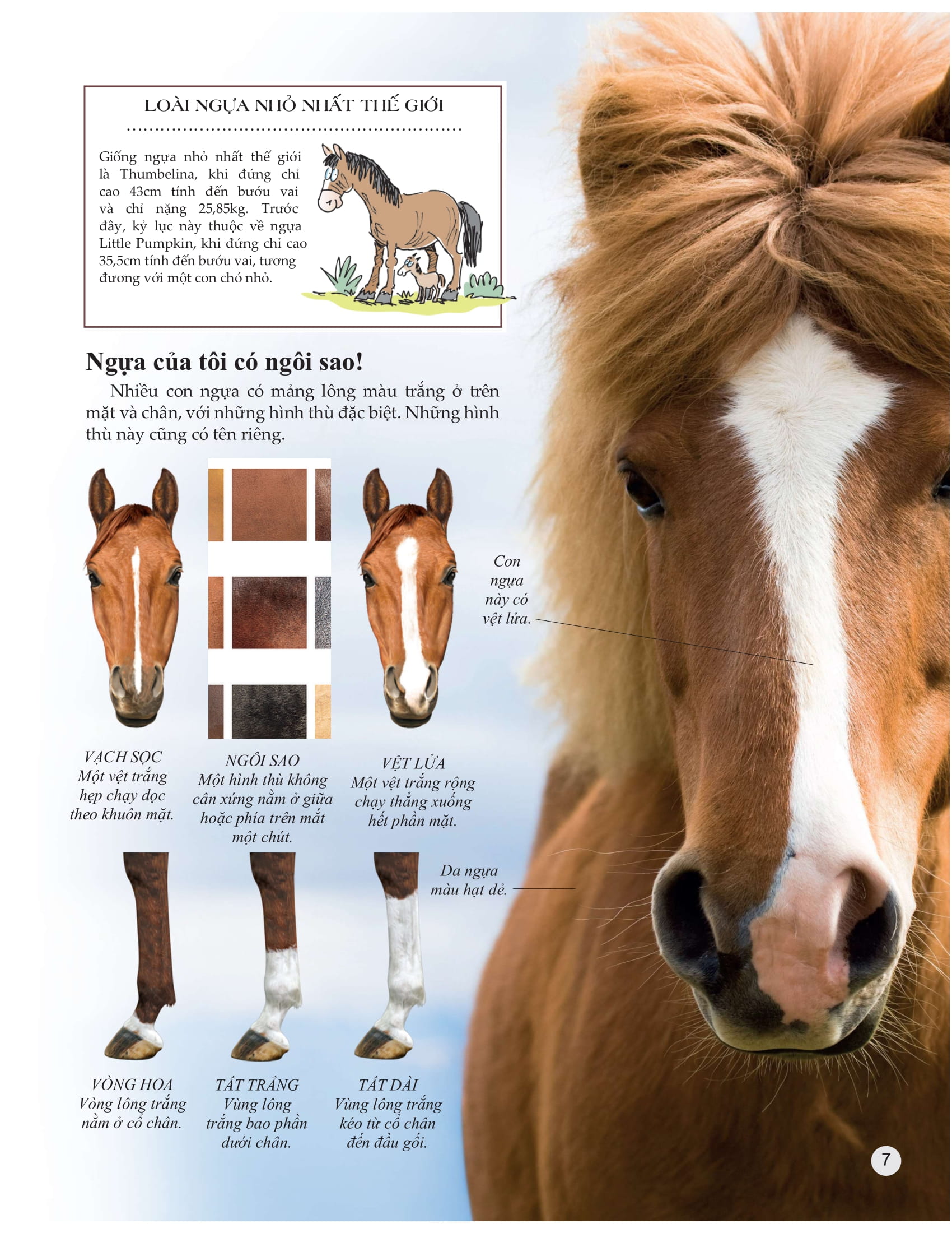 bách khoa tri thức về khám phá thế giới cho trẻ em - horses and ponies - loài ngựa - Ảnh 6