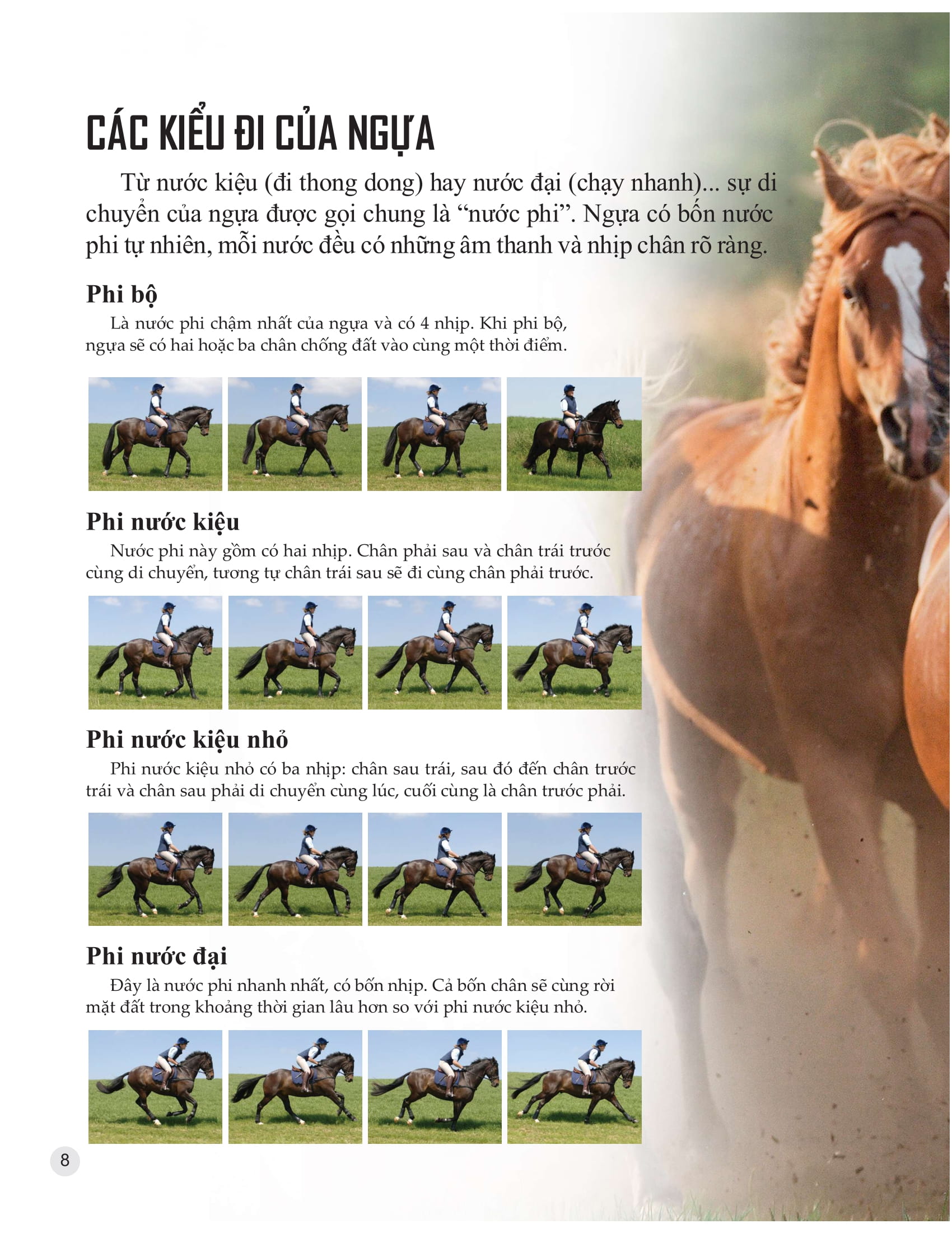 bách khoa tri thức về khám phá thế giới cho trẻ em - horses and ponies - loài ngựa - Ảnh 7