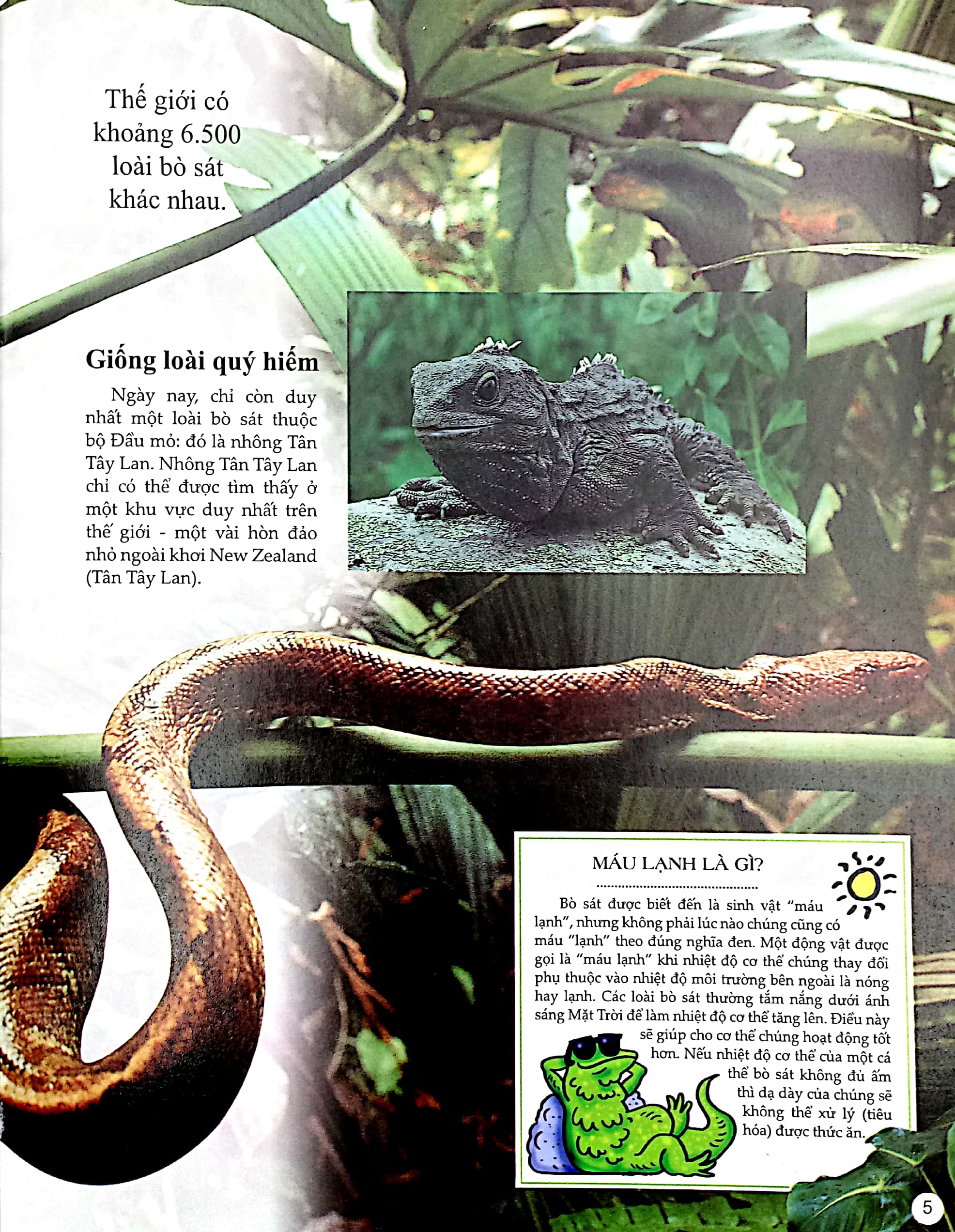 bách khoa tri thức về khám phá thế giới cho trẻ em - reptiles - bò sát - Ảnh 5