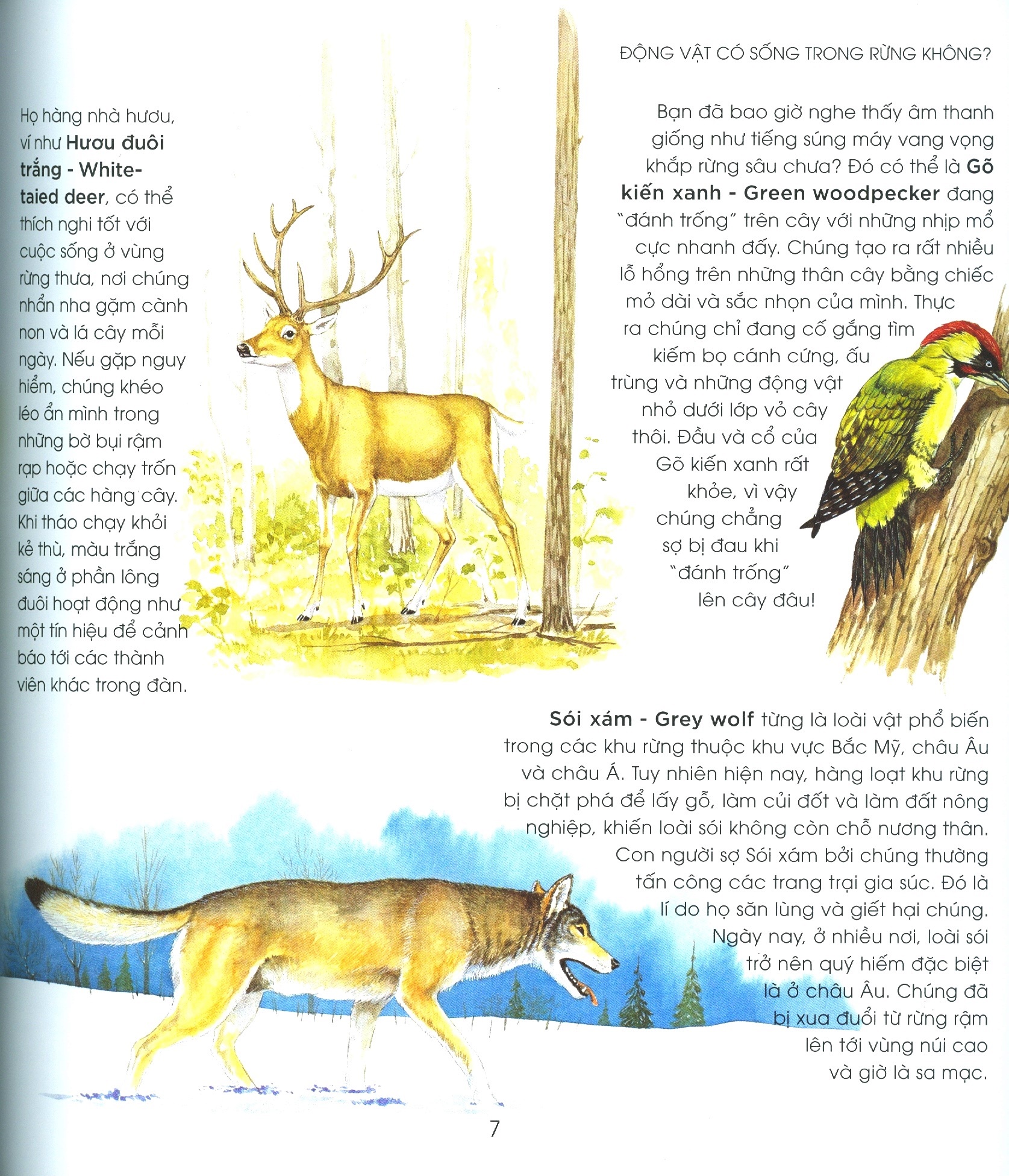 bạn có biết: động vật có cần che ô không? - hỏi đáp về thế giới hoang dã - Ảnh 4