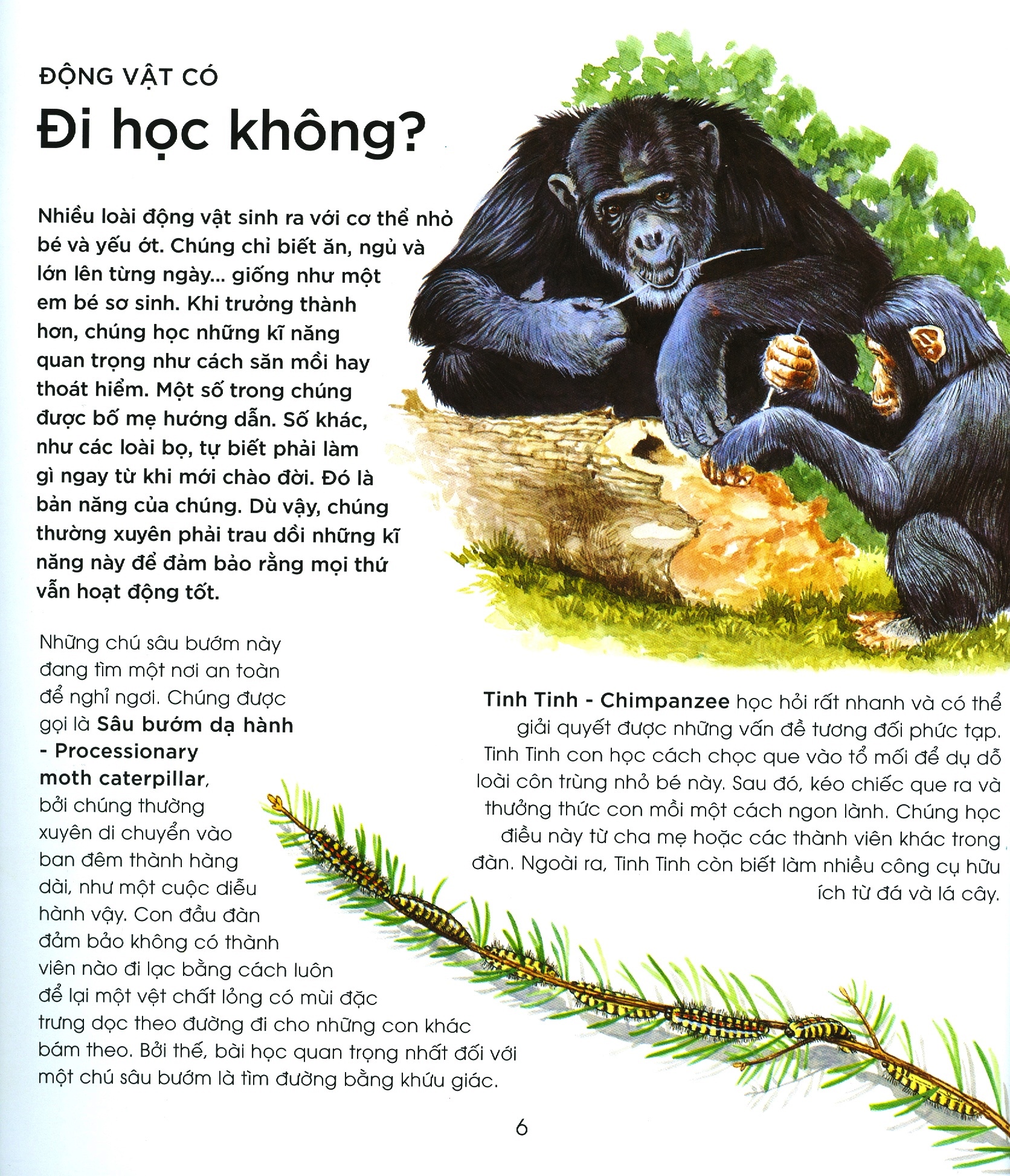 bạn có biết: động vật có cần đi học không? - hỏi đáp về cách thức sinh tồn - Ảnh 3