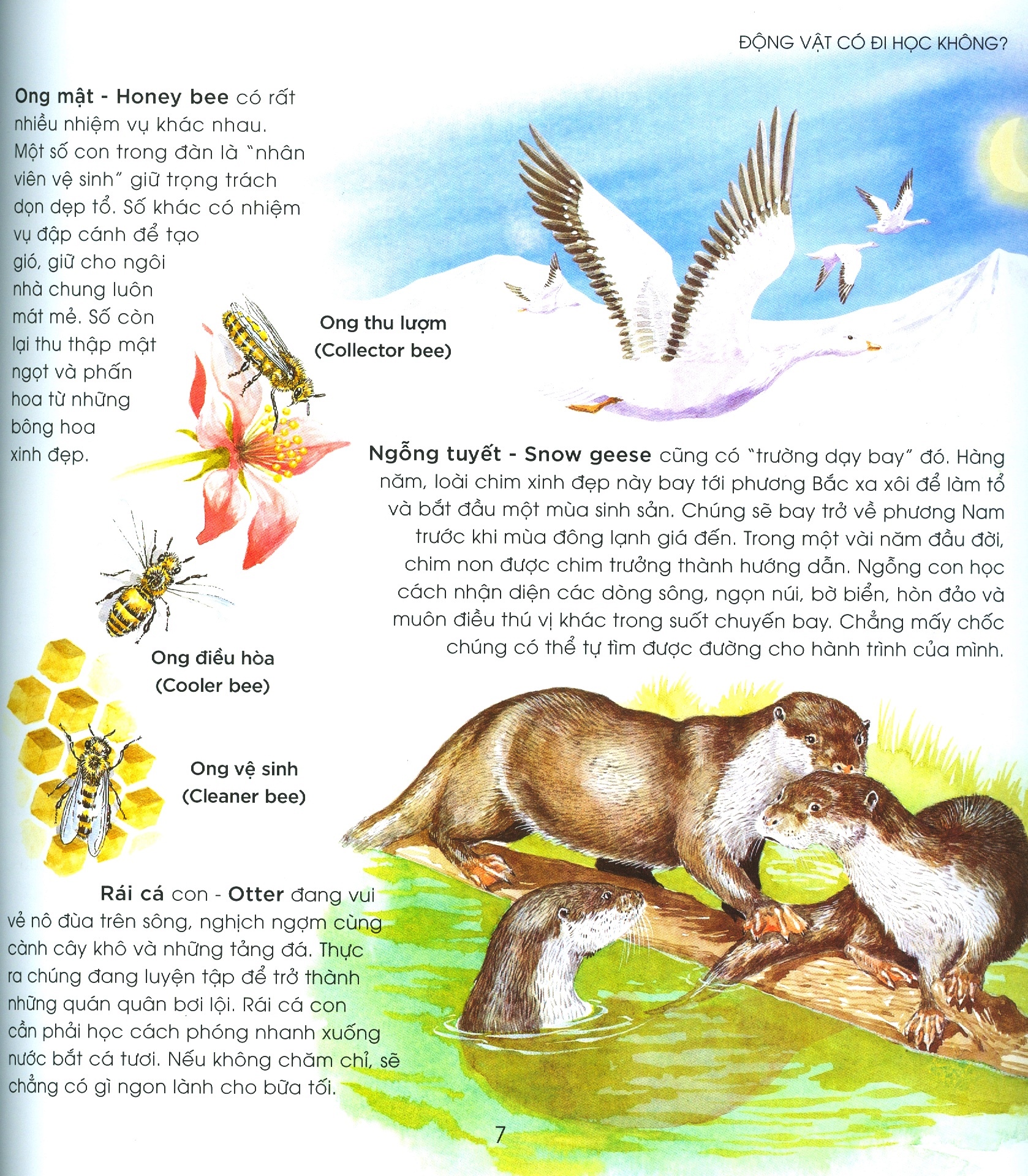 bạn có biết: động vật có cần đi học không? - hỏi đáp về cách thức sinh tồn - Ảnh 4