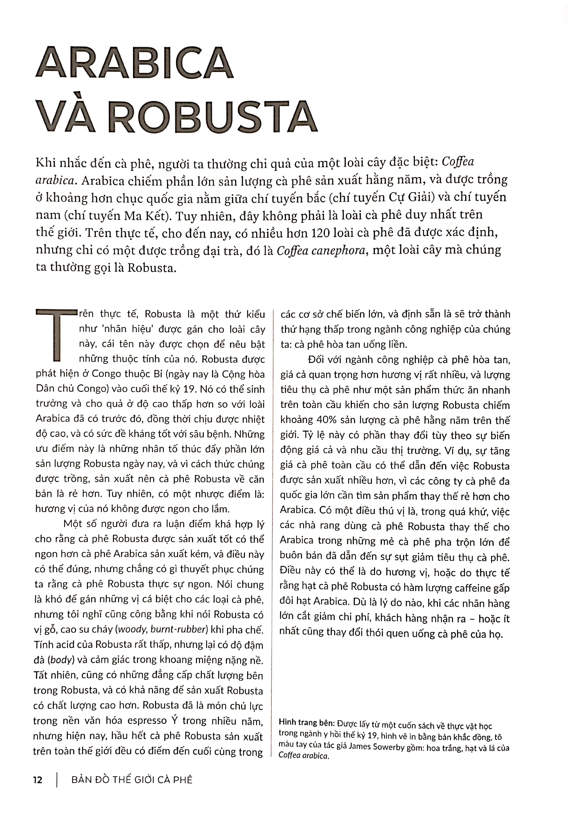bản đồ thế giới cà phê - từ hạt đến pha chế - khám phá , giải thích và thưởng thức cà phê - Ảnh 4