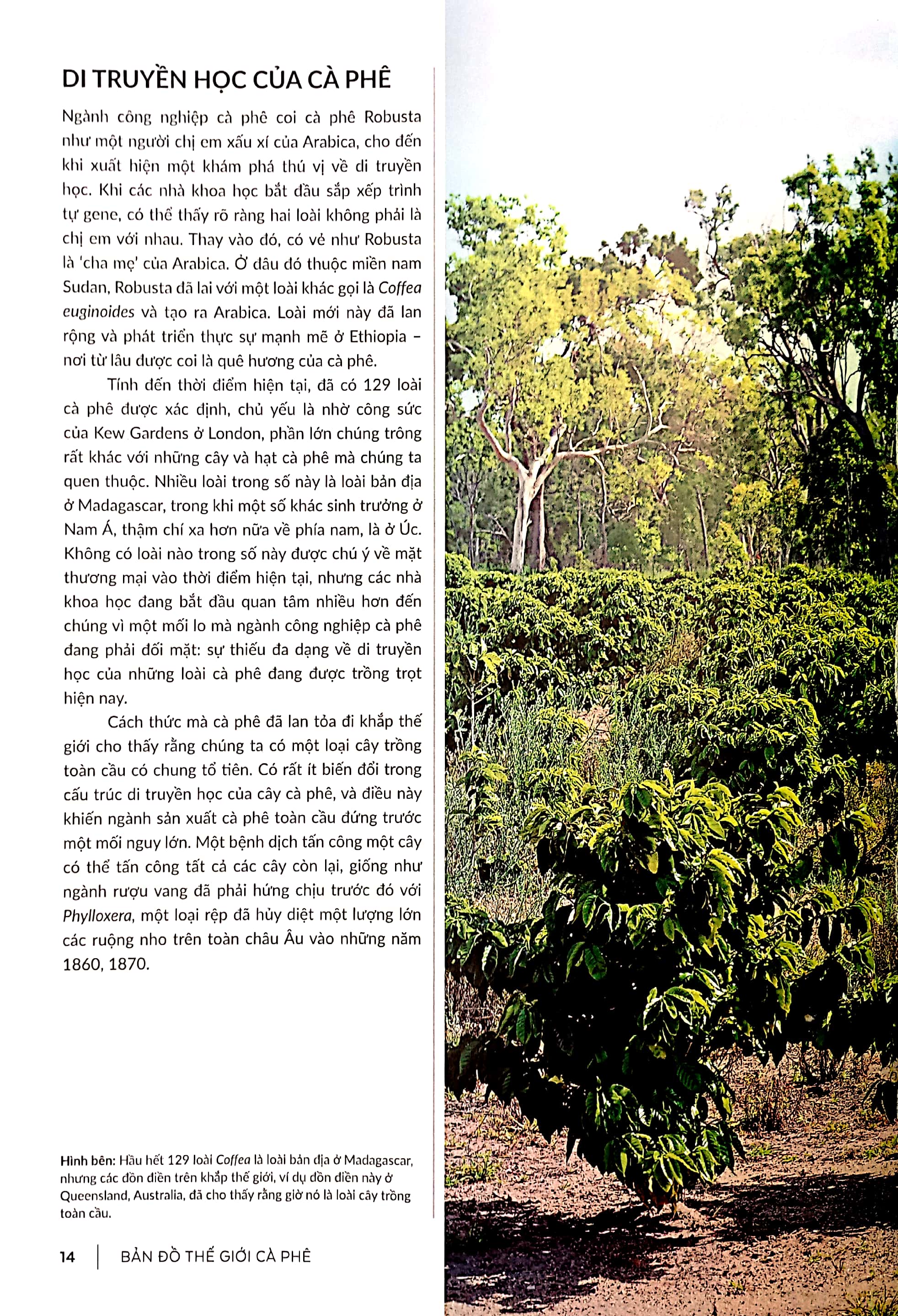 bản đồ thế giới cà phê - từ hạt đến pha chế - khám phá , giải thích và thưởng thức cà phê - Ảnh 5