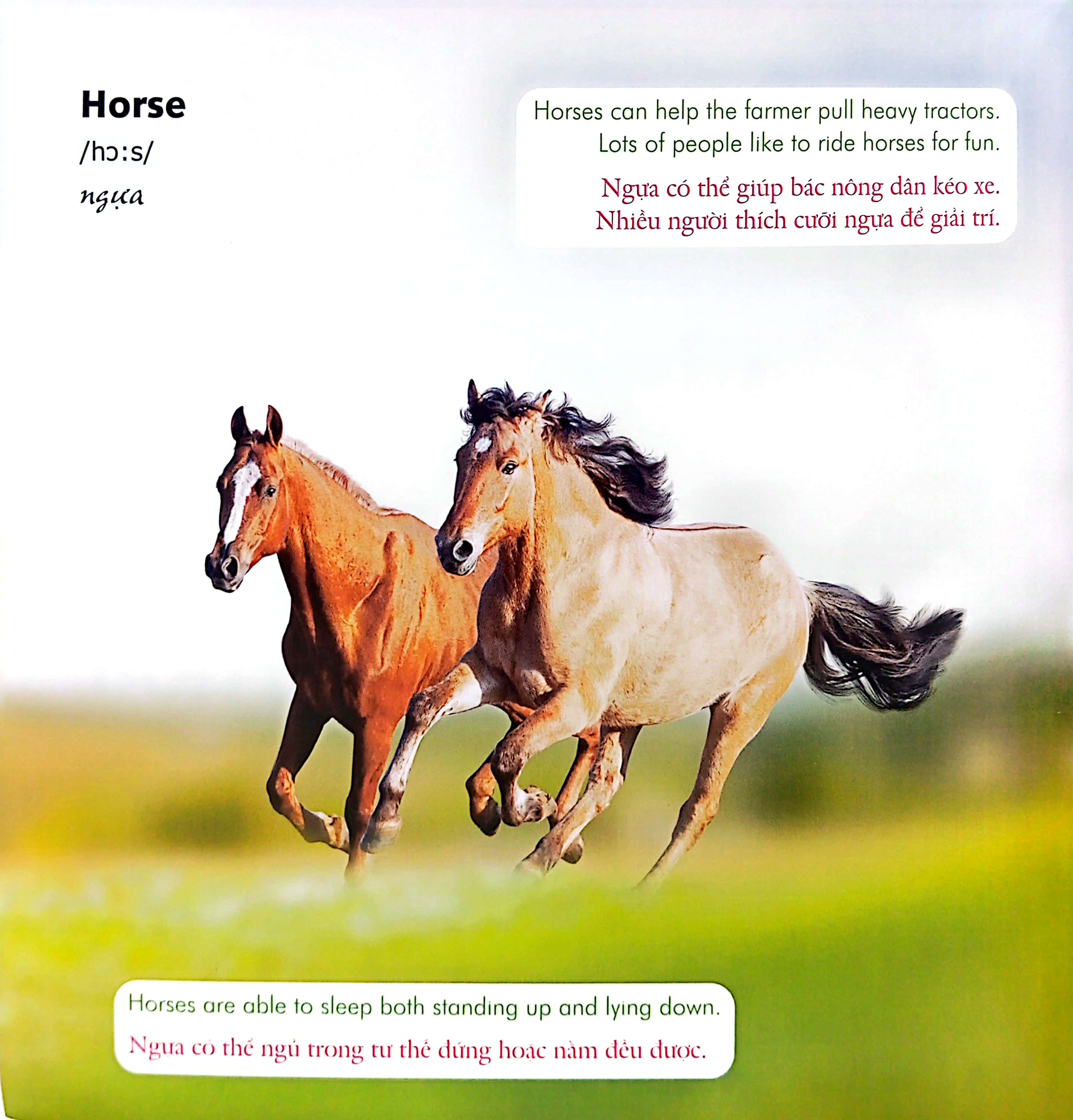 bé học tiếng anh qua hình ảnh - english for children - động vật nông trại - farm life - Ảnh 3