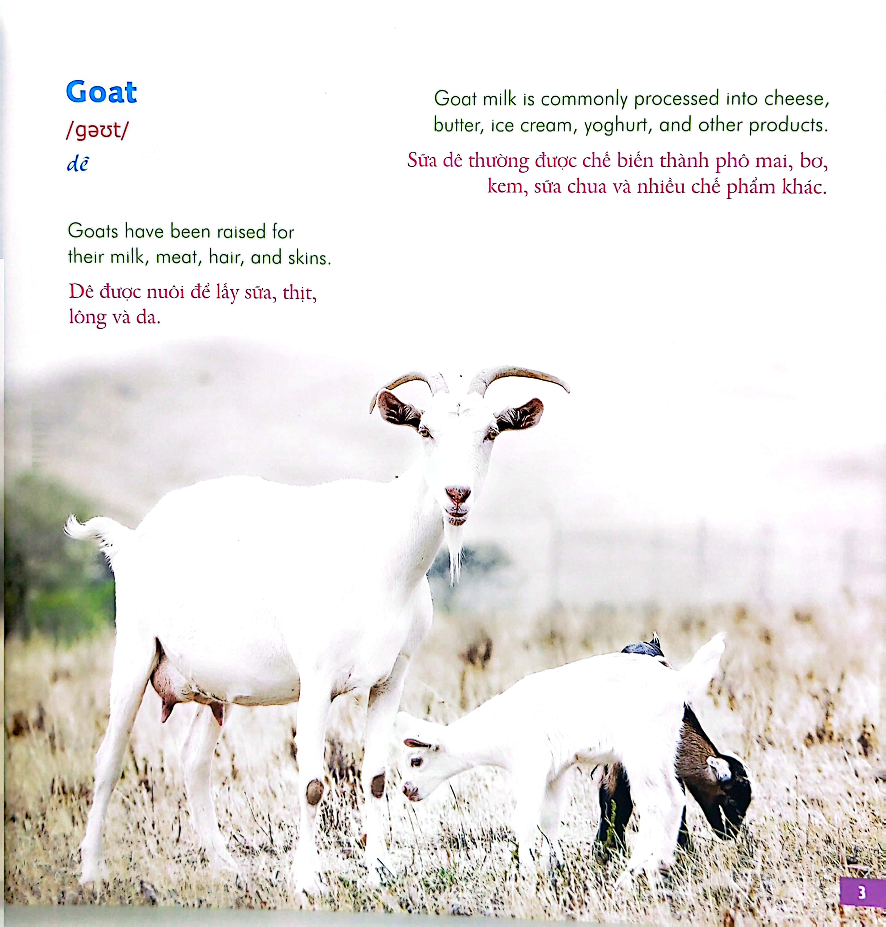 bé học tiếng anh qua hình ảnh - english for children - động vật nông trại - farm life - Ảnh 4