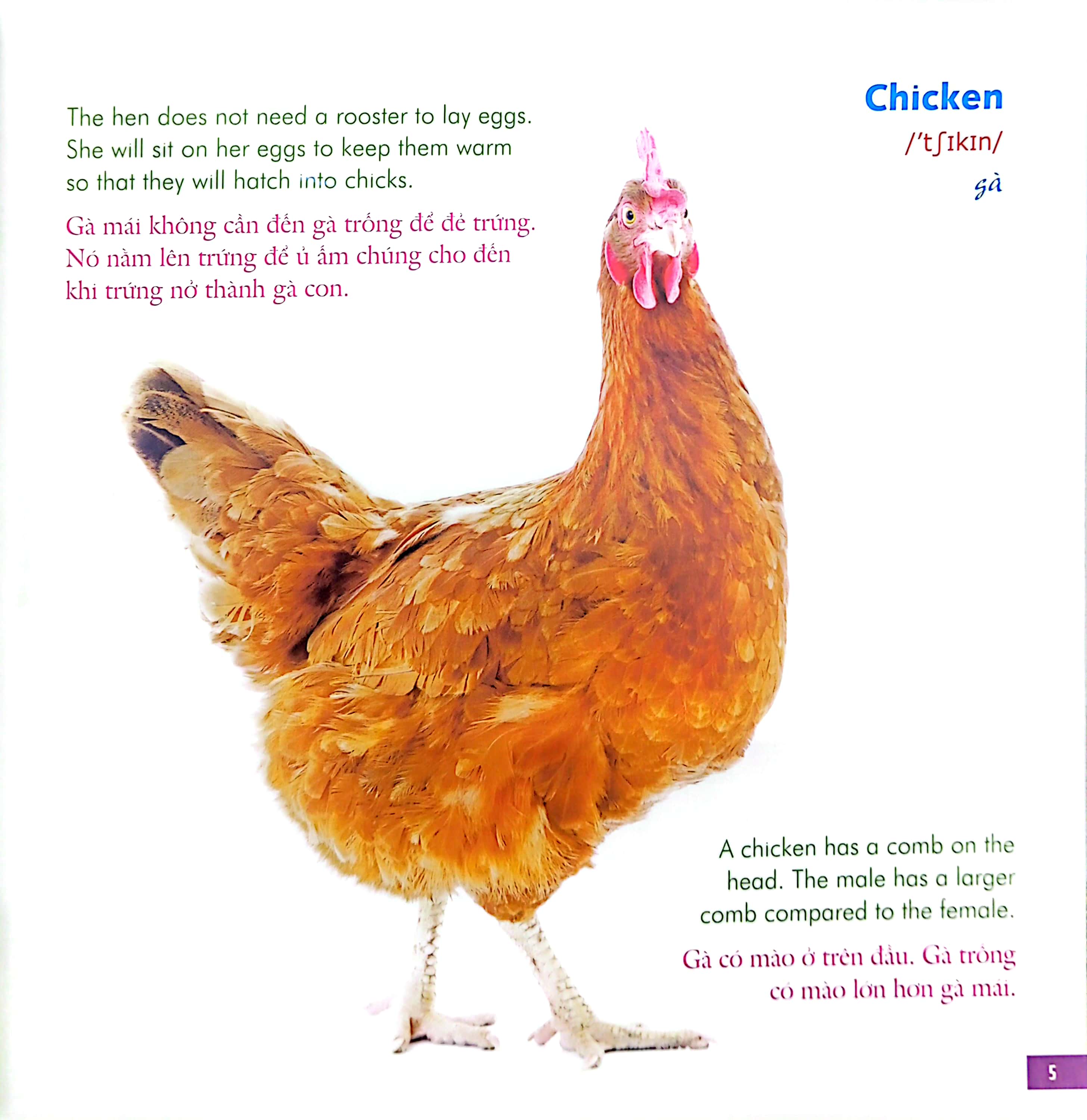 bé học tiếng anh qua hình ảnh - english for children - động vật nông trại - farm life - Ảnh 6