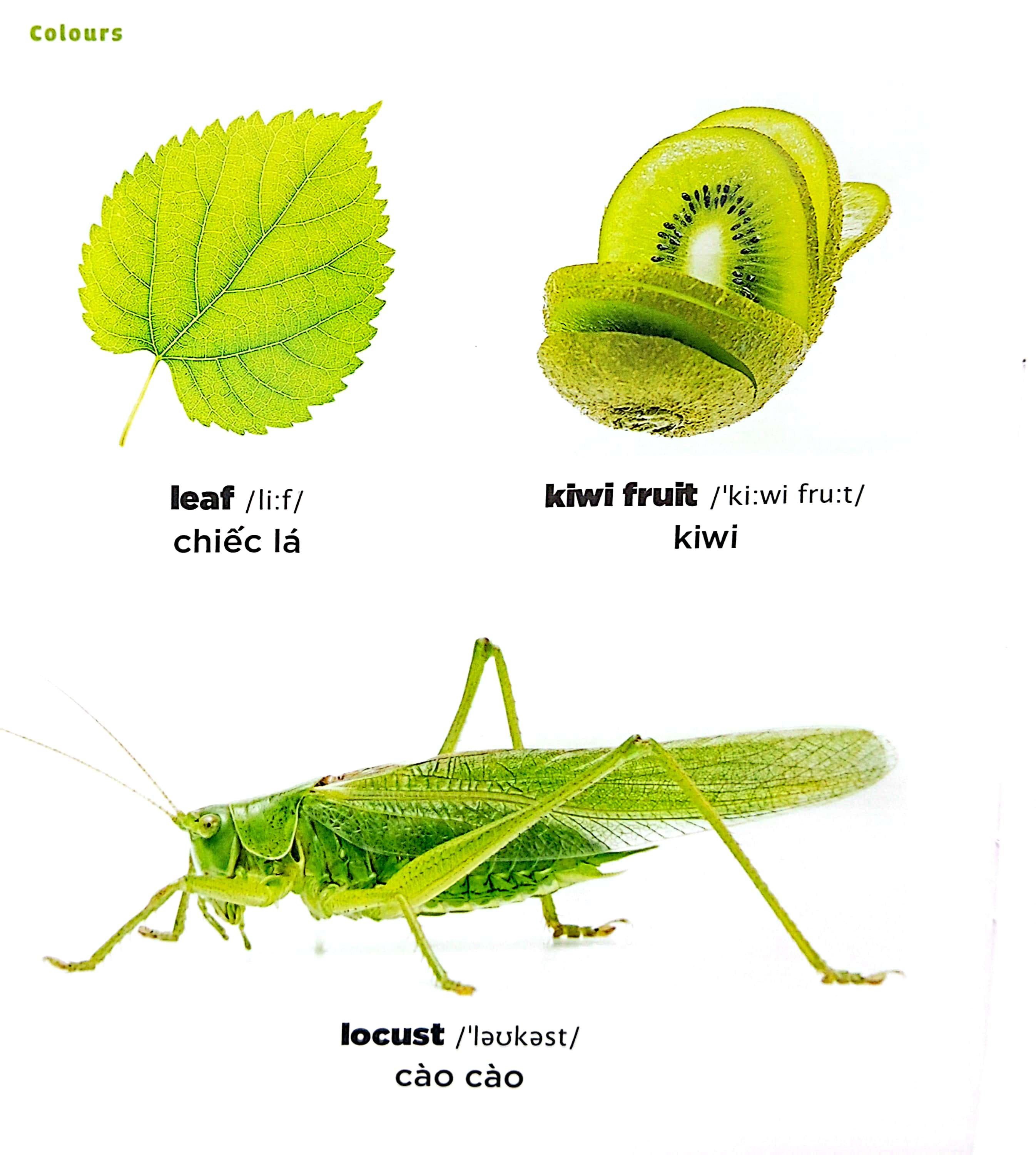 bé học tiếng anh qua hình ảnh - english for children - màu sắc - colours - Ảnh 5