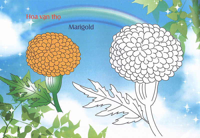 bé làm quen môi trường - các loài hoa - Ảnh 6