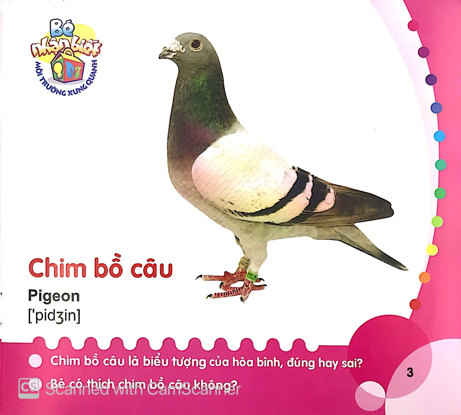 bé nhận biết môi trường xung quanh (0-3 tuổi) chim - Ảnh 4