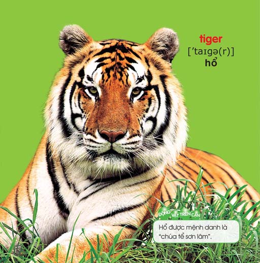 bé yêu đi mẫu giáo - thế giới động vật - Ảnh 3