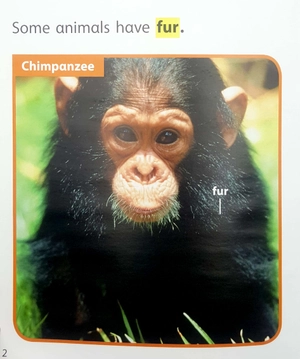 become an expert animals in africa - Ảnh 3