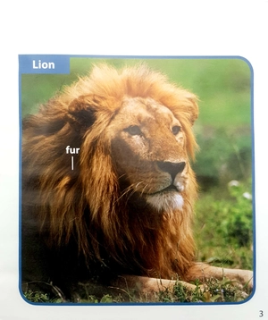 become an expert animals in africa - Ảnh 4