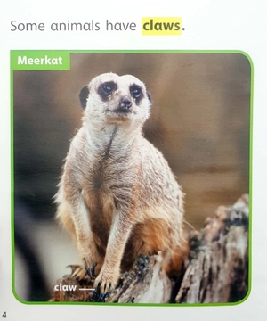 become an expert animals in africa - Ảnh 5