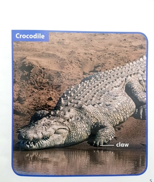 become an expert animals in africa - Ảnh 6