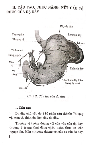 bệnh dạ dày - chế độ ăn uống và luyện tập - Ảnh 6