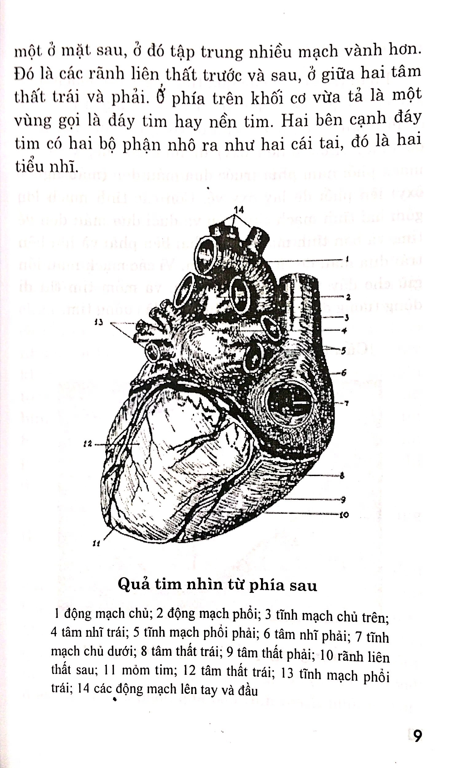 bệnh tim - chế độ dinh dưỡng và tập luyện - Ảnh 7