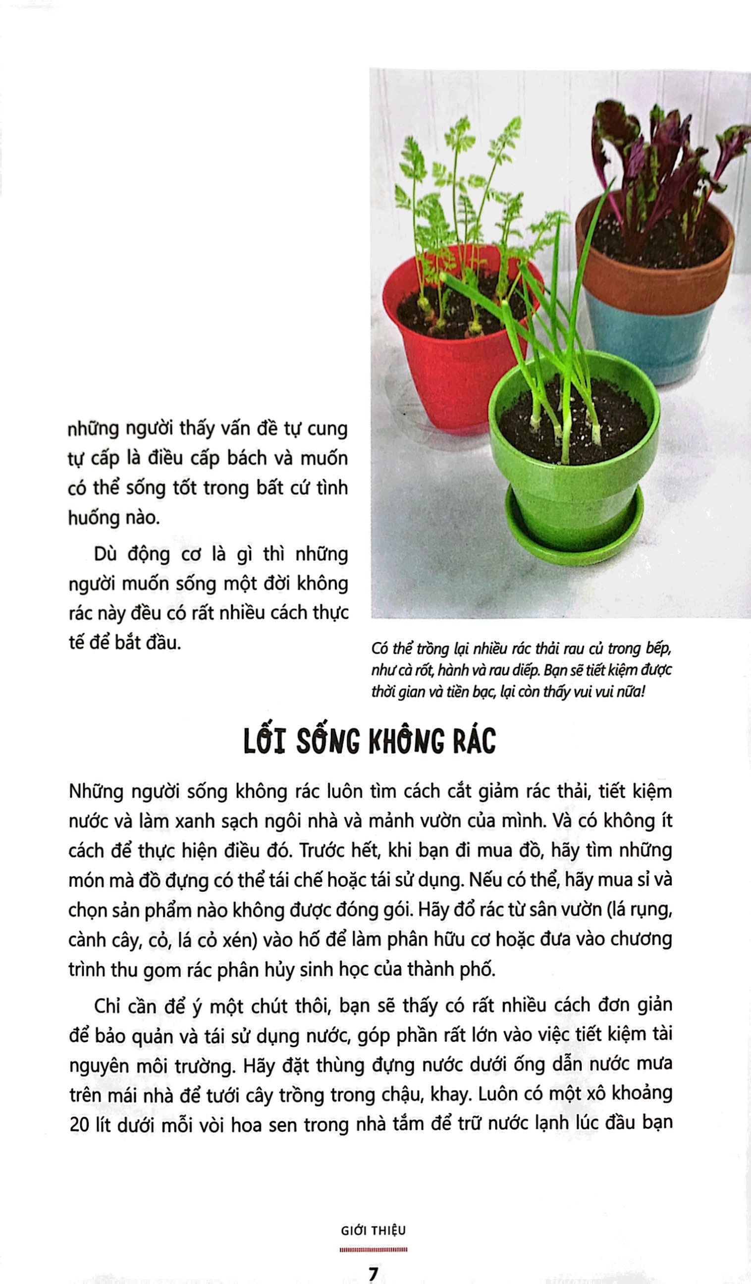 bếp không rác - tái sinh rau củ - Ảnh 5