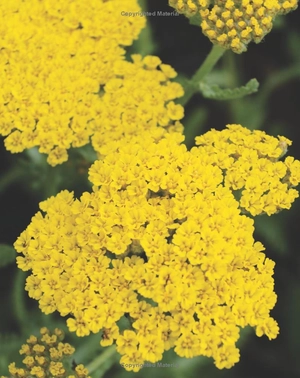 best perennials for sun and shade (home grown gardening) - Ảnh 10