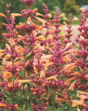 best perennials for sun and shade (home grown gardening) - Ảnh 11