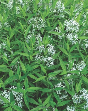 best perennials for sun and shade (home grown gardening) - Ảnh 14