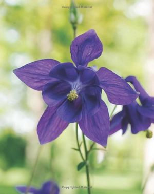 best perennials for sun and shade (home grown gardening) - Ảnh 15