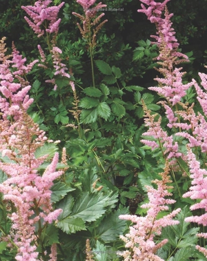 best perennials for sun and shade (home grown gardening) - Ảnh 4