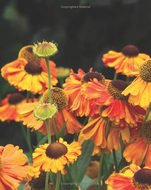 best perennials for sun and shade (home grown gardening) - Ảnh 8