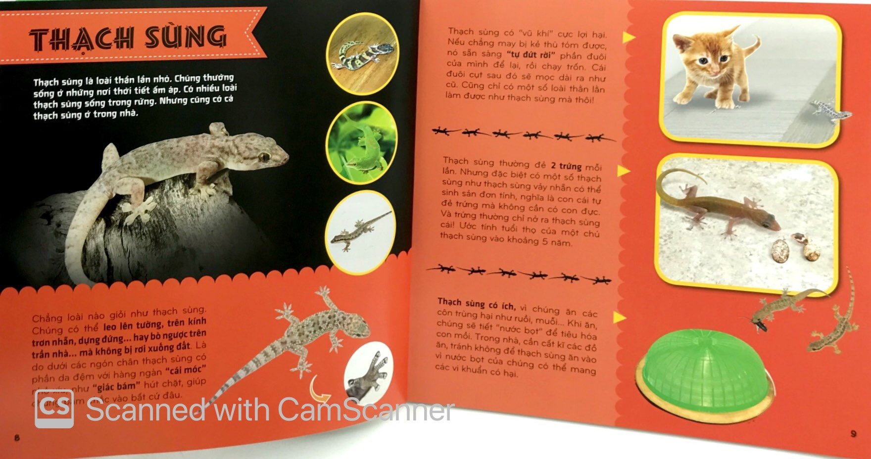 bí ẩn thế giới loài vật - bò sát và lưỡng cư (tái bản 2024) - Ảnh 6