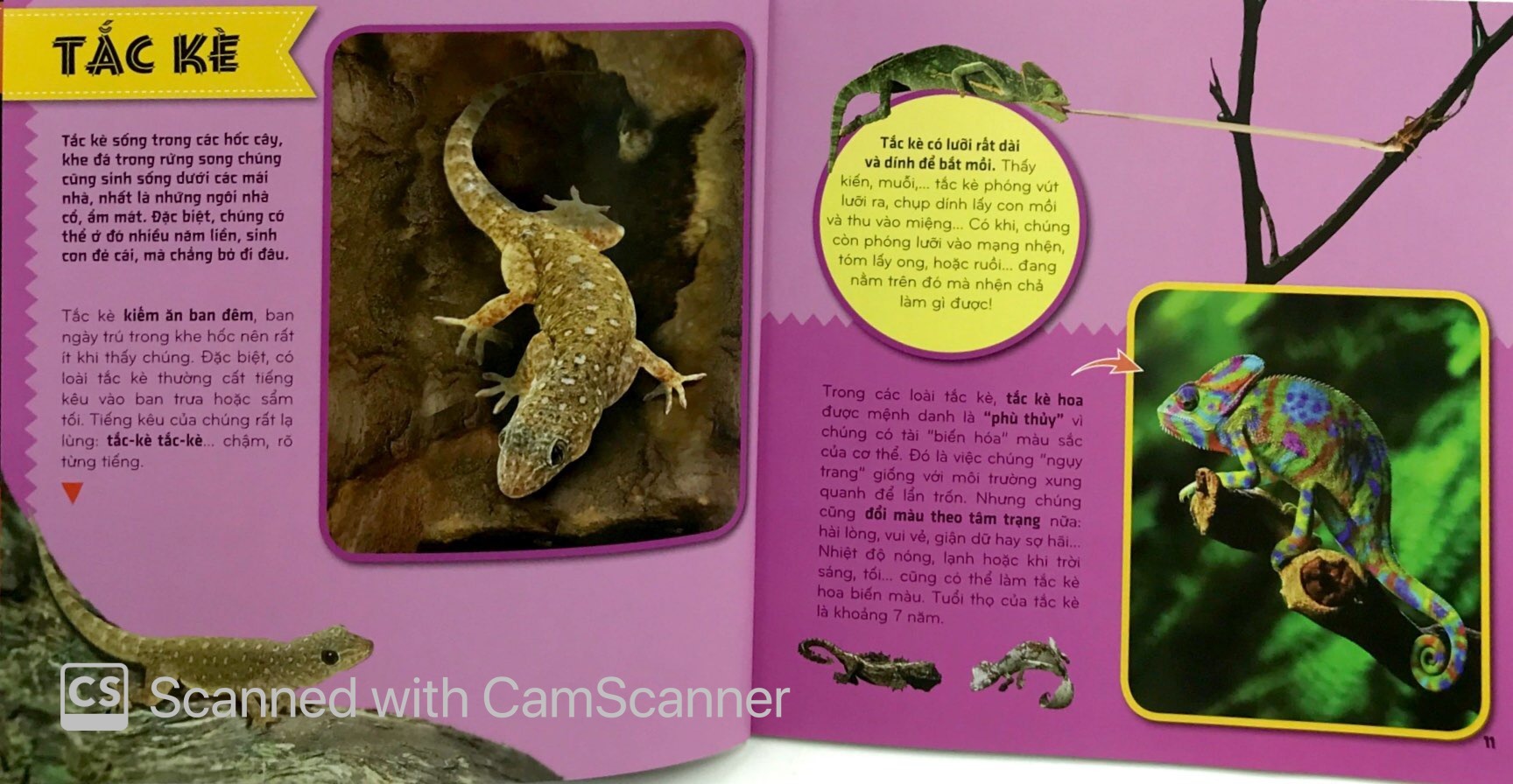 bí ẩn thế giới loài vật - bò sát và lưỡng cư (tái bản 2024) - Ảnh 7