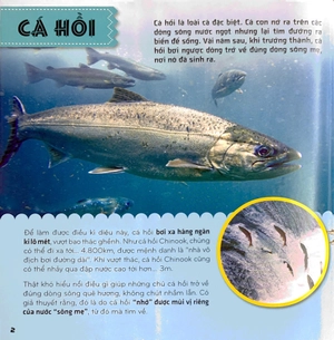 bí ẩn thế giới loài vật - cá - Ảnh 4