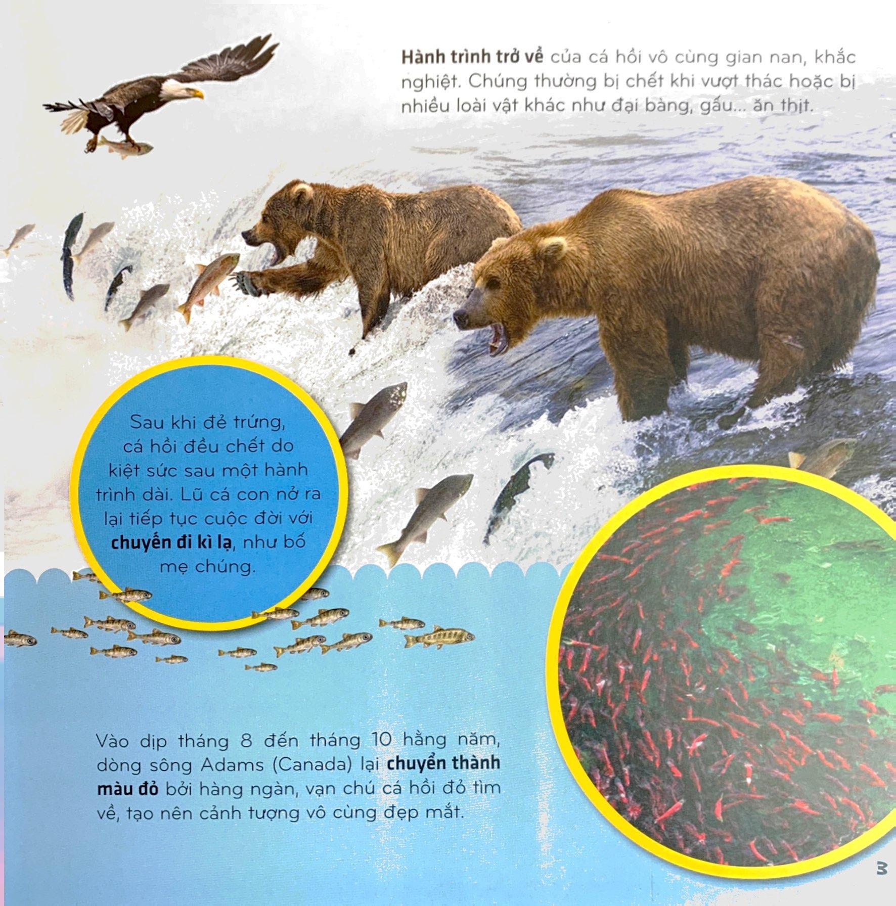 bí ẩn thế giới loài vật - cá (tái bản 2024) - Ảnh 4