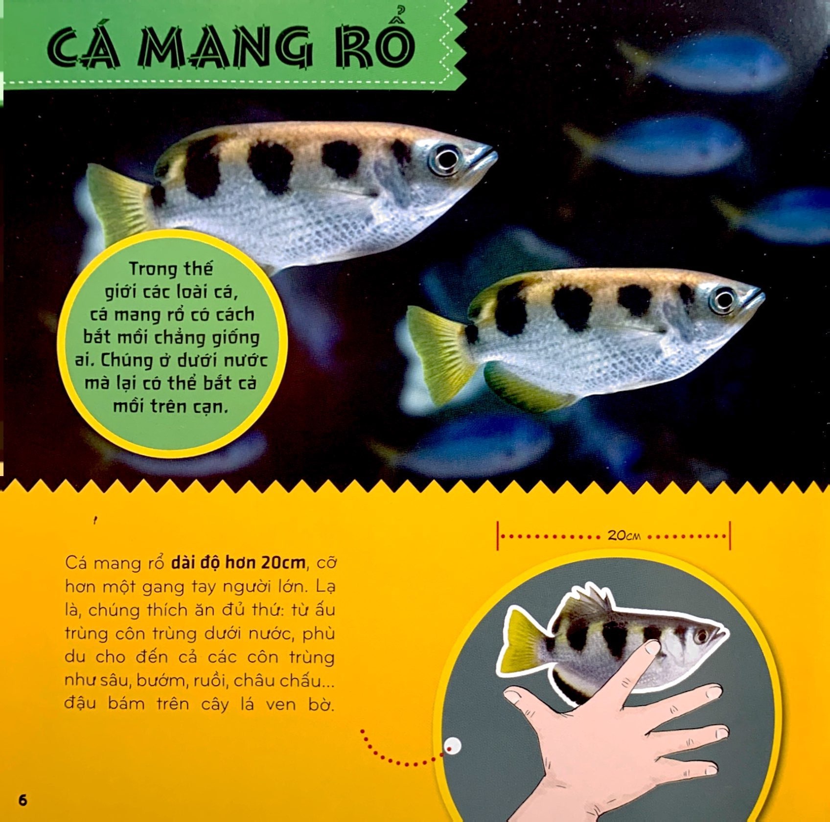 bí ẩn thế giới loài vật - cá (tái bản 2024) - Ảnh 5