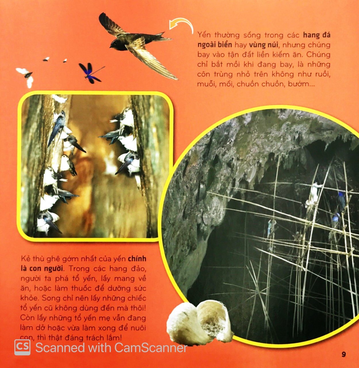 Bí Ẩn Thế Giới Loài Vật - Chim (Tái Bản 2025) - Ảnh 10